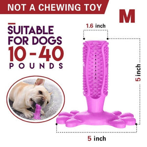 Toothbrush Chew