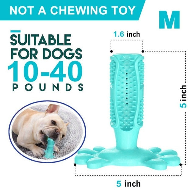 Toothbrush Chew